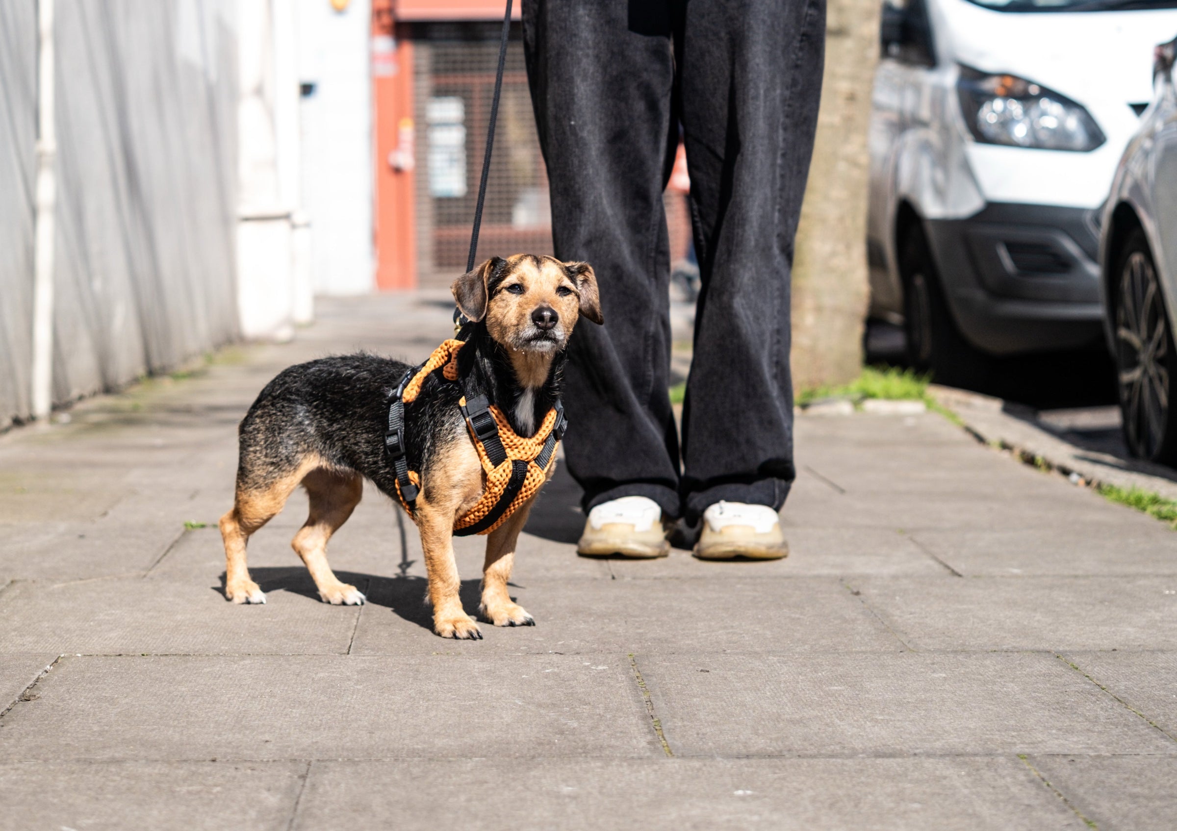 Dachshund and Long-Body Dog Harnesses