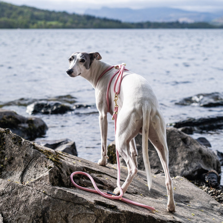 Whippet Neo Wearing Dust Pink Harness Size M-L