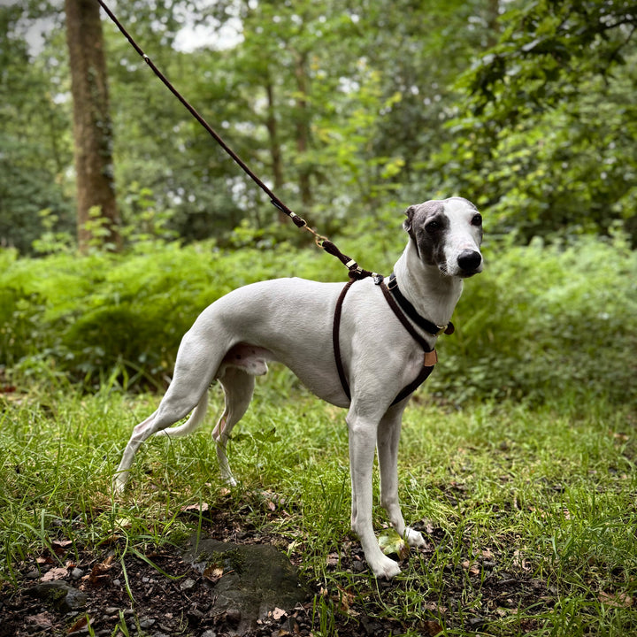 Whippet Neo Wearing Cocoa Rope Harness Size M-L