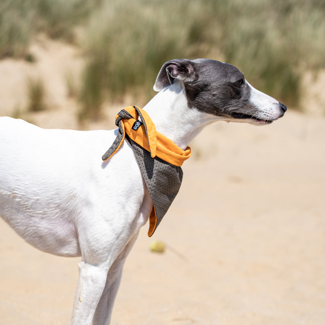 Cooling Dog Bandana - Dogsnug