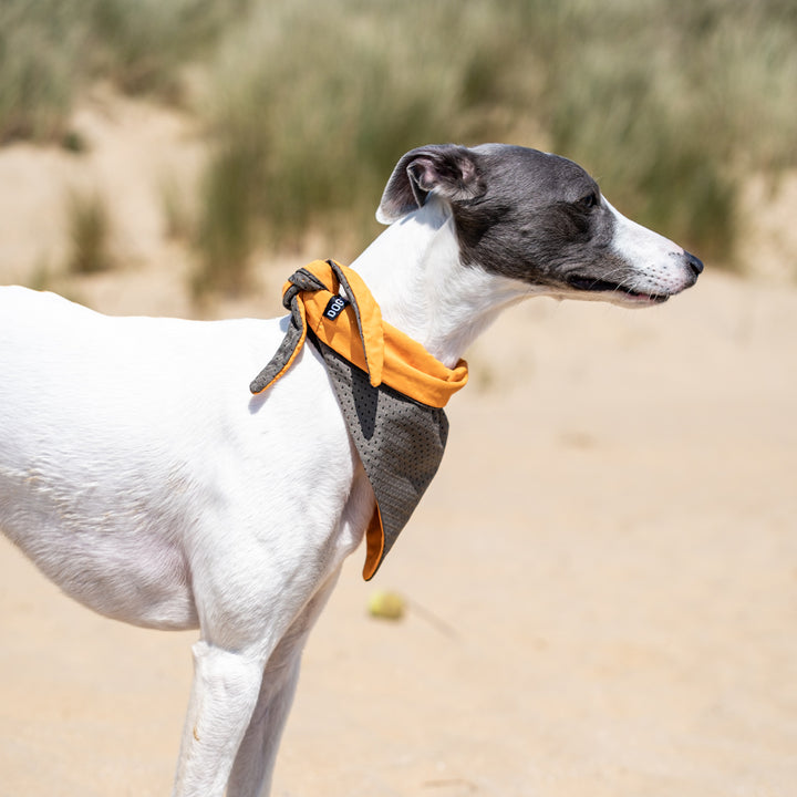 Cooling Dog Bandana - Dogsnug
