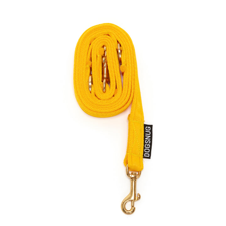 long daffodil yellow dog lead
