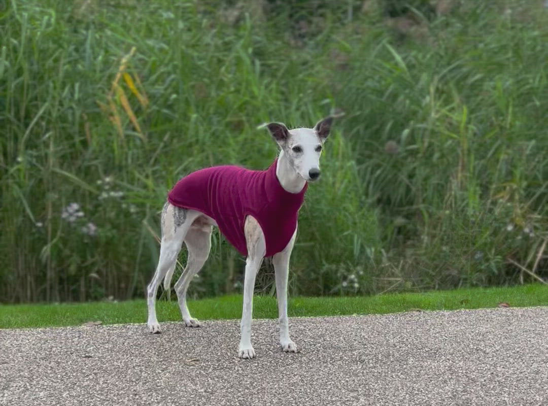 Whippet Kai wearing a Sleek 23" Burgundi water repellent fleece