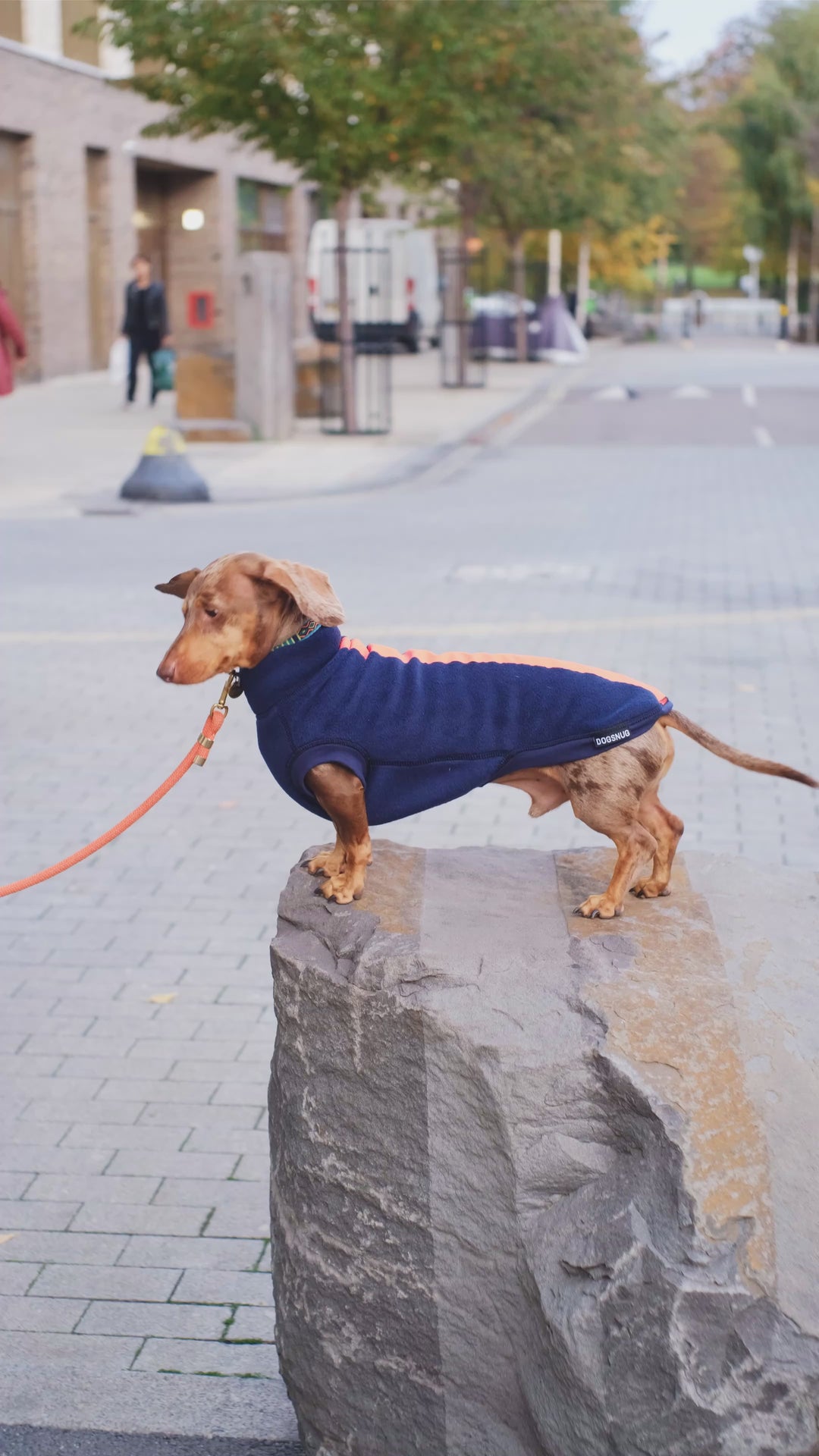 Dachshund wearing a navy with orange reflective jumper