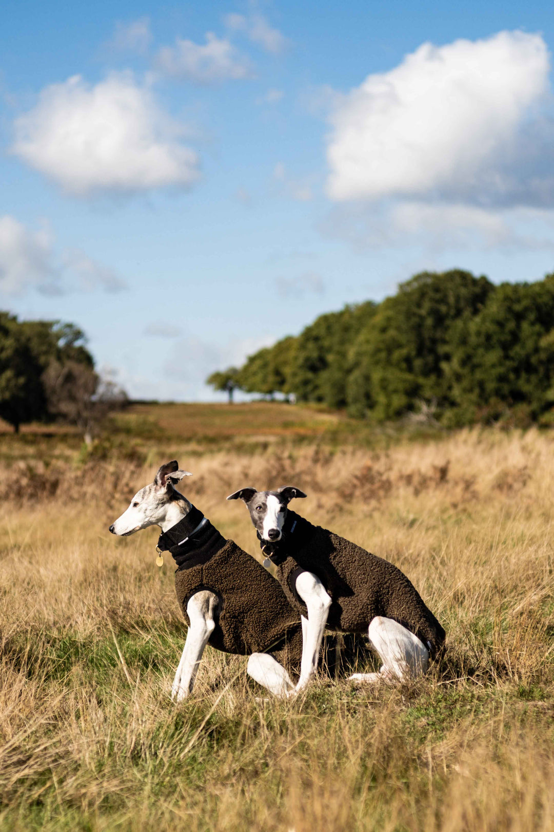 Boucle Whippet Dog Jumper