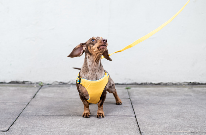 Dog Car Harness in Pineapples worn by Dylan the Dachshund