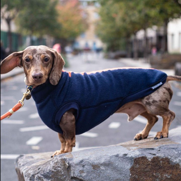 Dachshund wearing a navy reflective jumper
