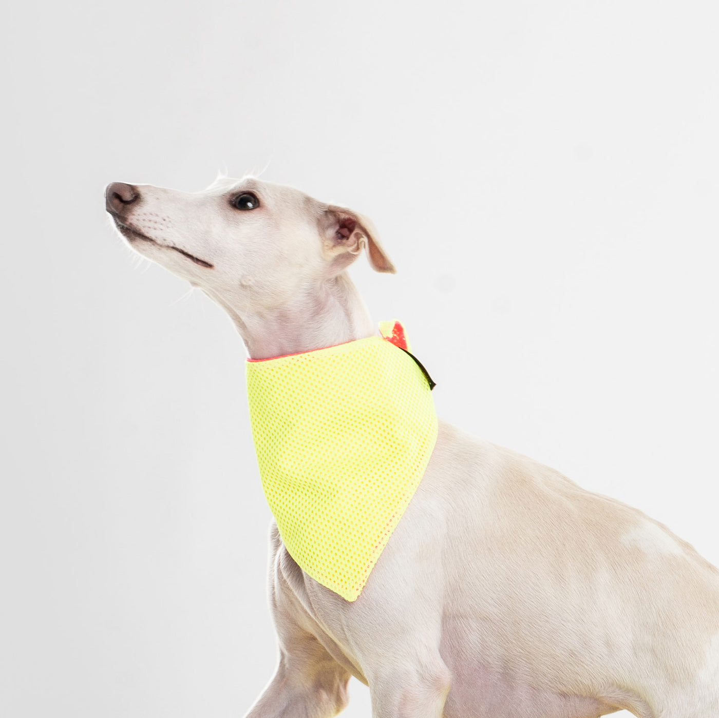 Cooling Dog Bandana in Flo Pink & Yellow