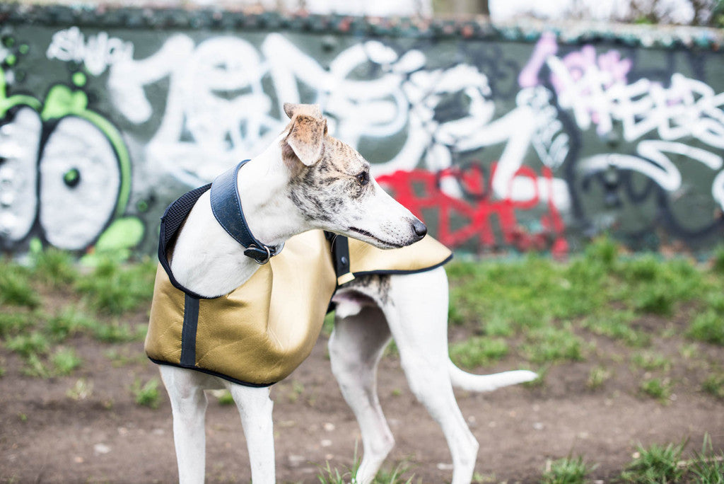 A Dog Who Dared to Dream