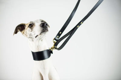Tips on How To Keep Your Dog Leather Accessories In Top Condition