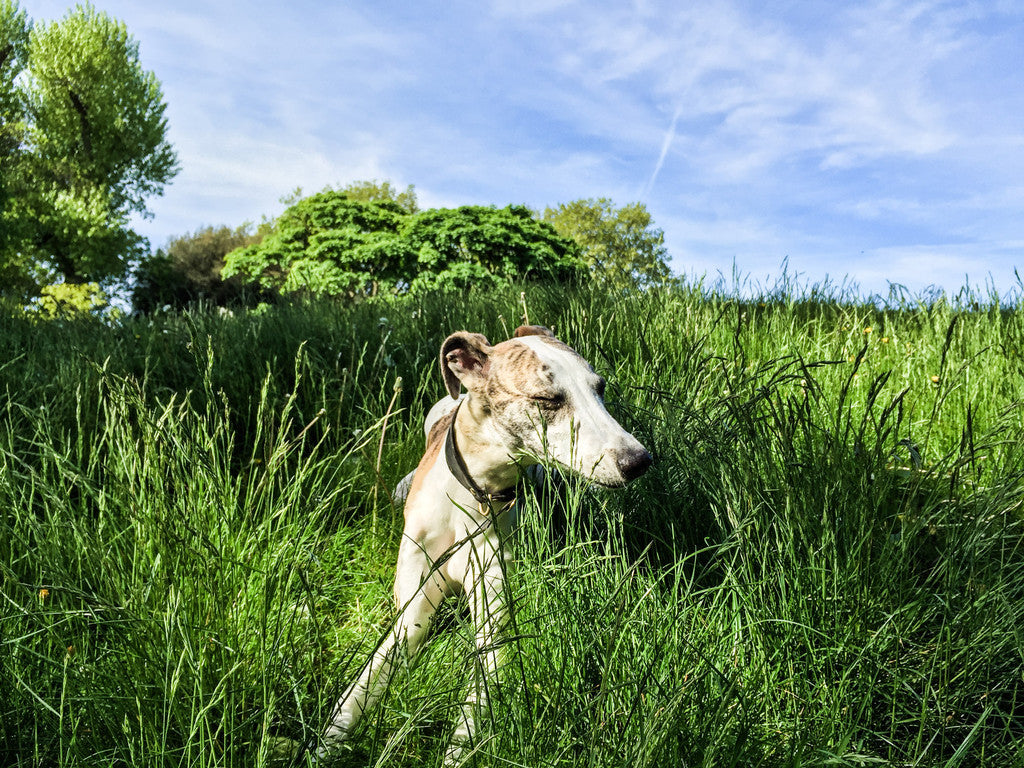 Hayfever, reverse sneezing and natural remedies