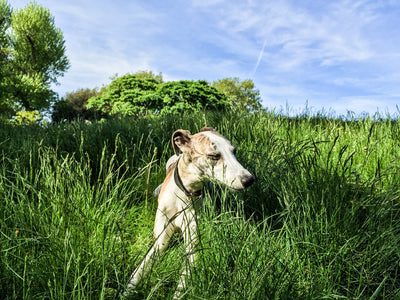 Hayfever, reverse sneezing and natural remedies