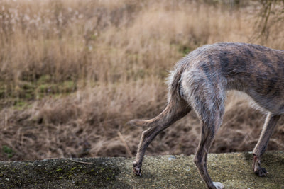 Jackie and Lurchers