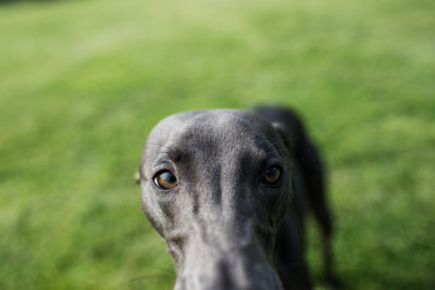 Whippet brother Luz