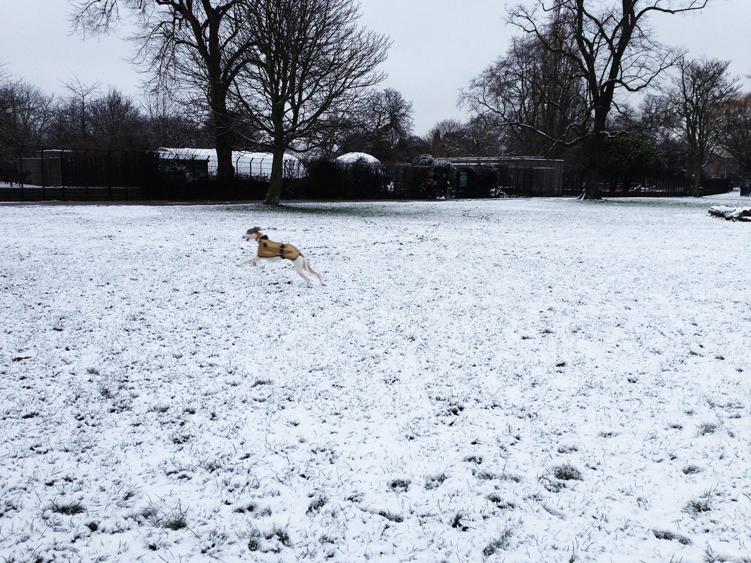 A mad-about-dogs menswear fashion designer and her Whippet