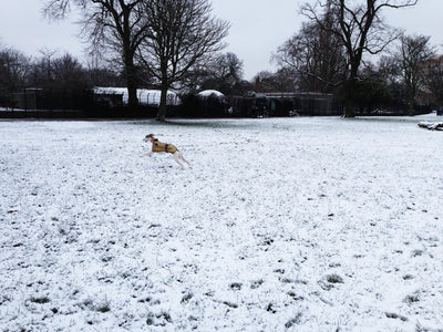 A mad-about-dogs menswear fashion designer and her Whippet