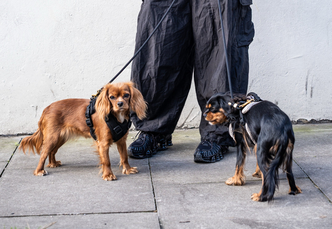 Small and Medium Dog Harnesses