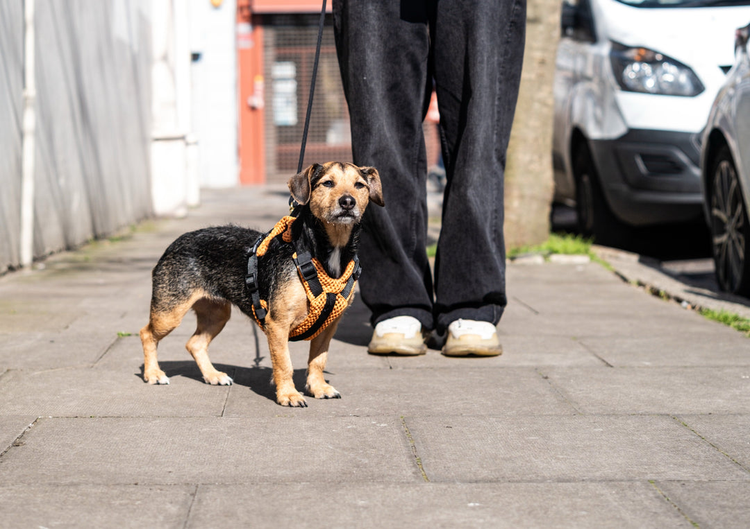 Dachshund and Long-Body Dog Harnesses