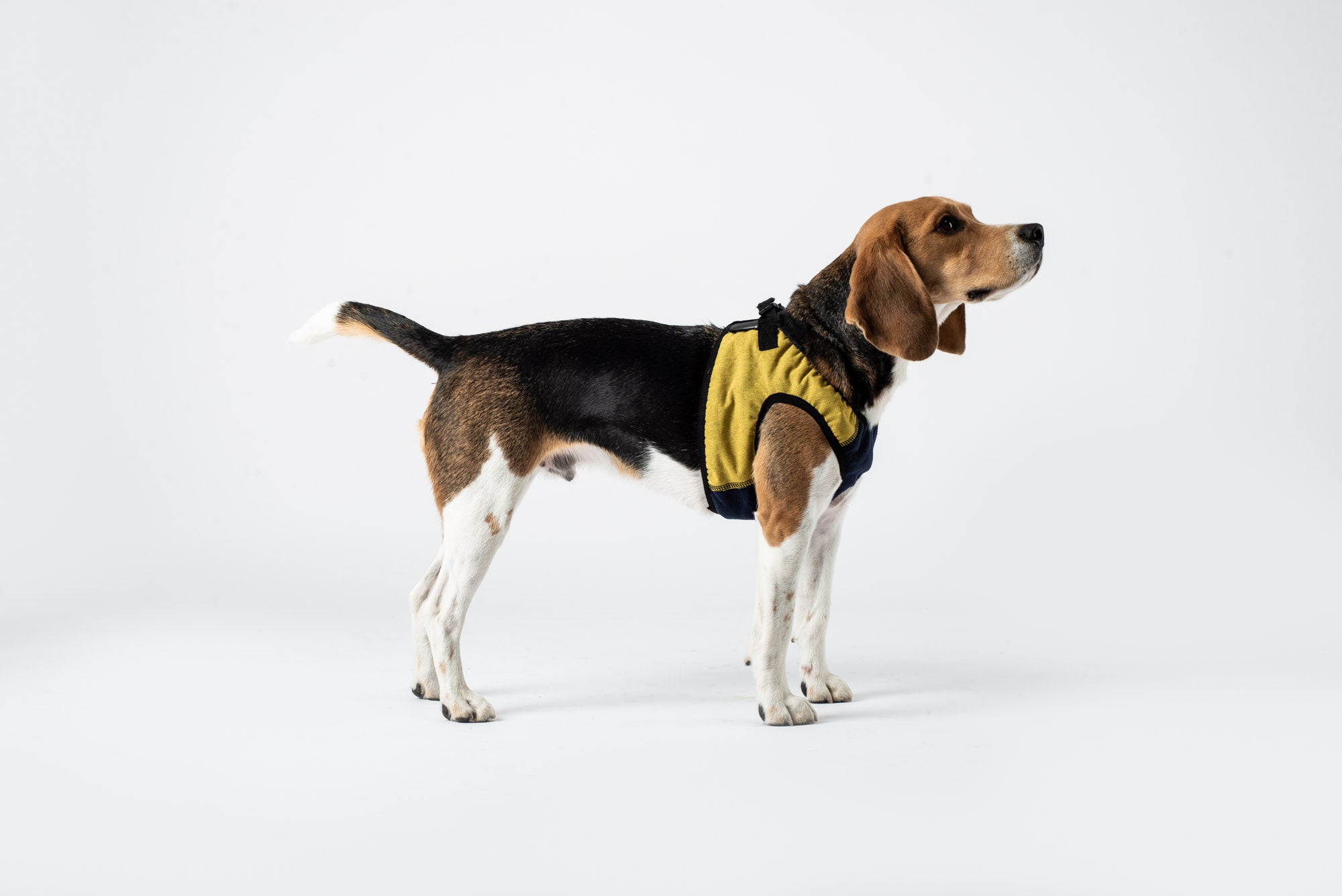 Dog Leads & Harnesses