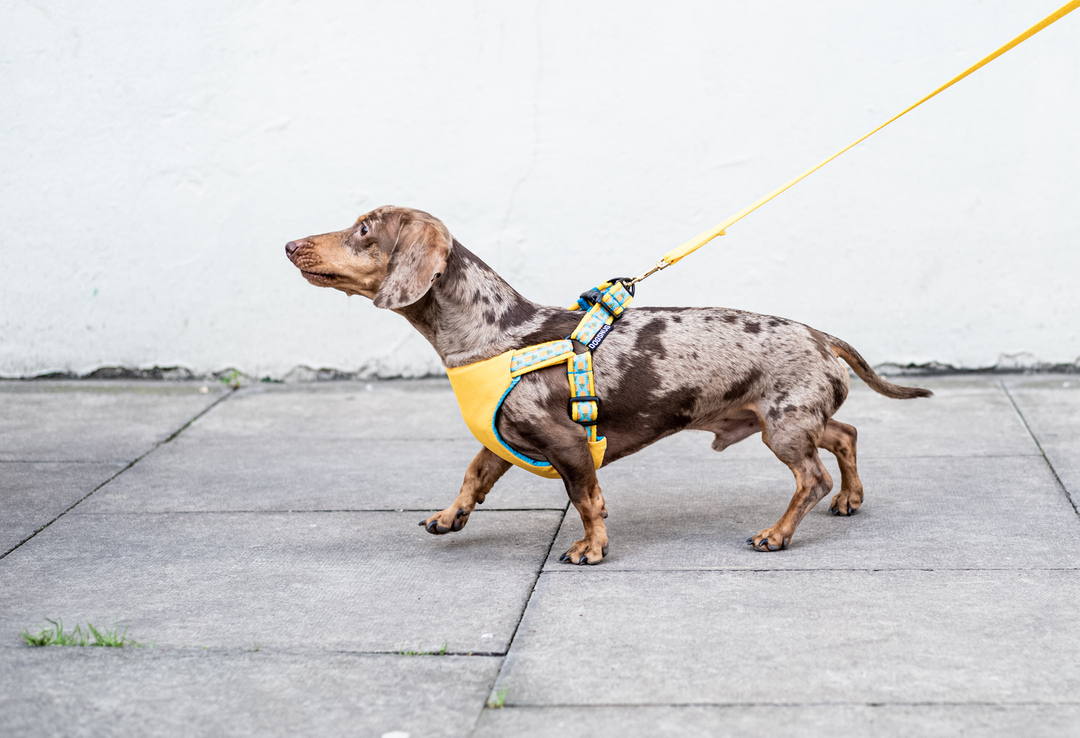 Dog Harnesses