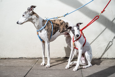 Dog Harnesses