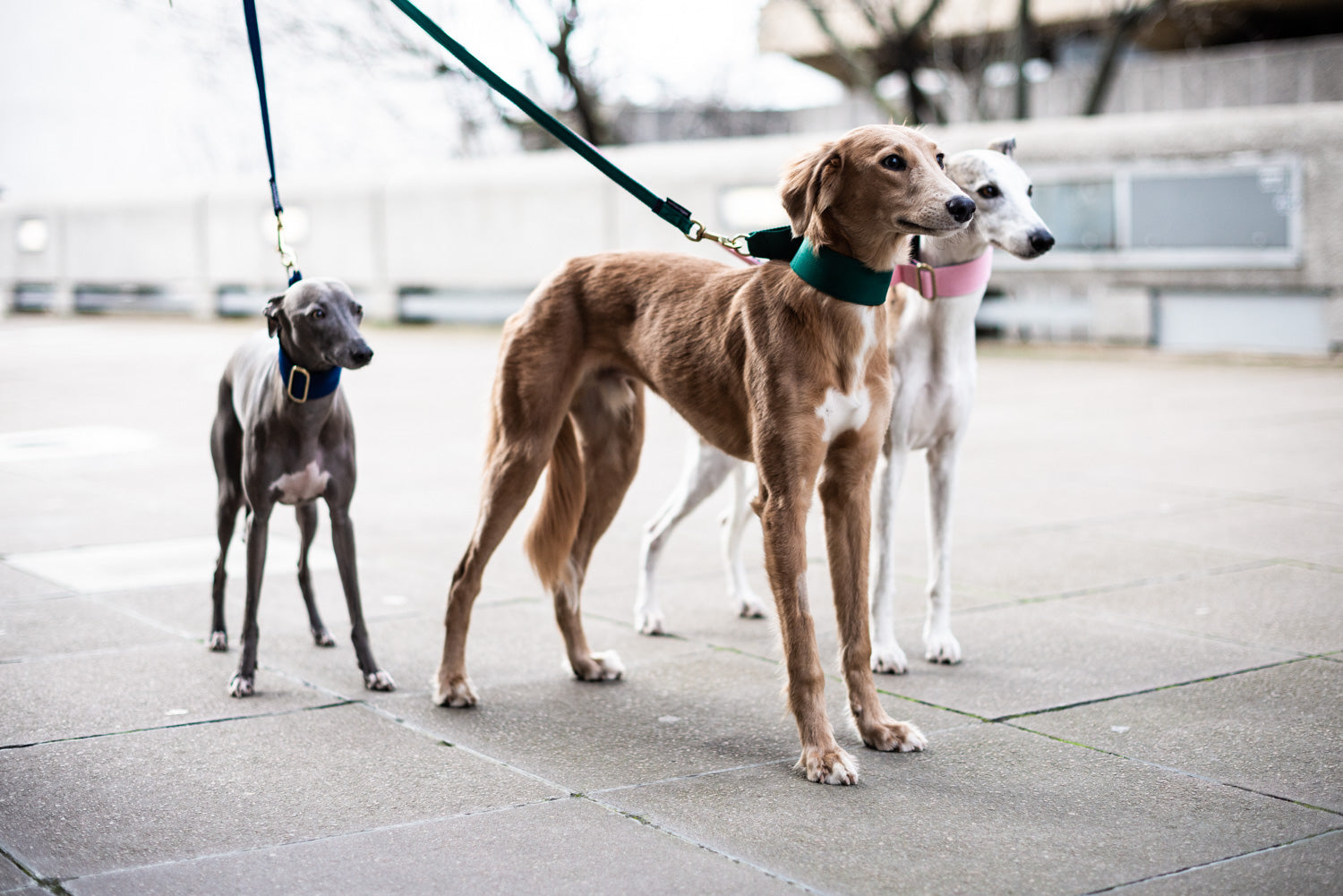 Sighthounds