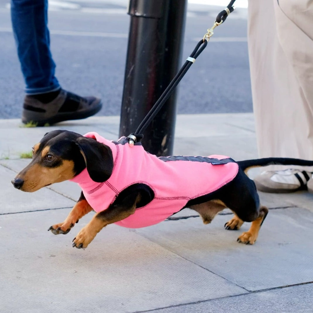 Dachshund wearing a fluorescent pink jumper w reflective spine