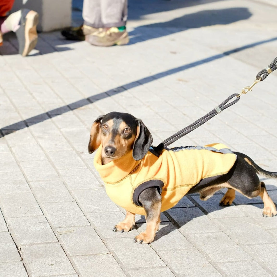 Dachshund wearing an amber yellow jumper w dark grey reflective spine