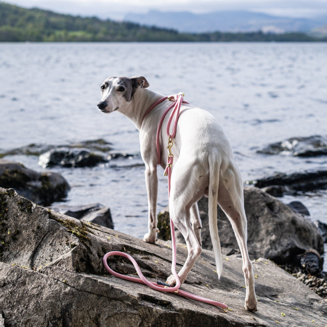 Whippet Neo Wearing Dust Pink Harness Size M-L