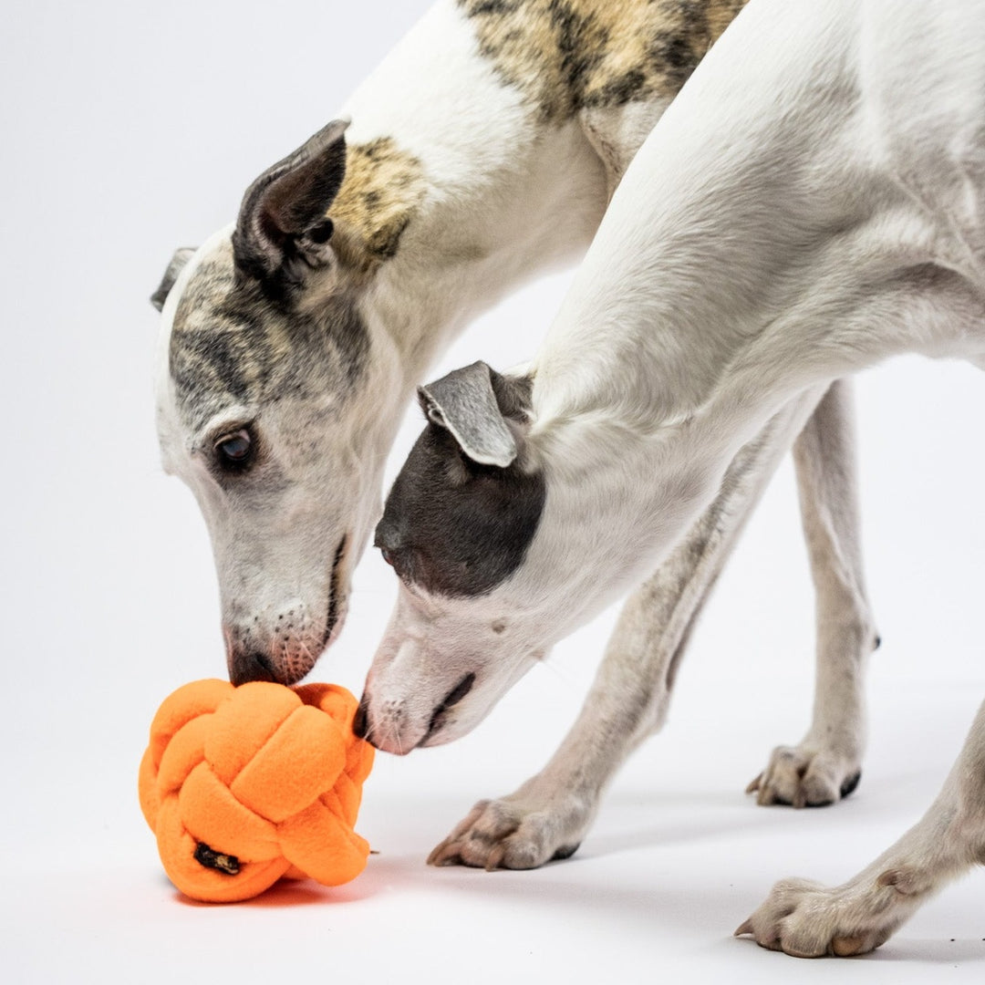 Kai and Neo foraging for some treats, using the florescent orange knot.