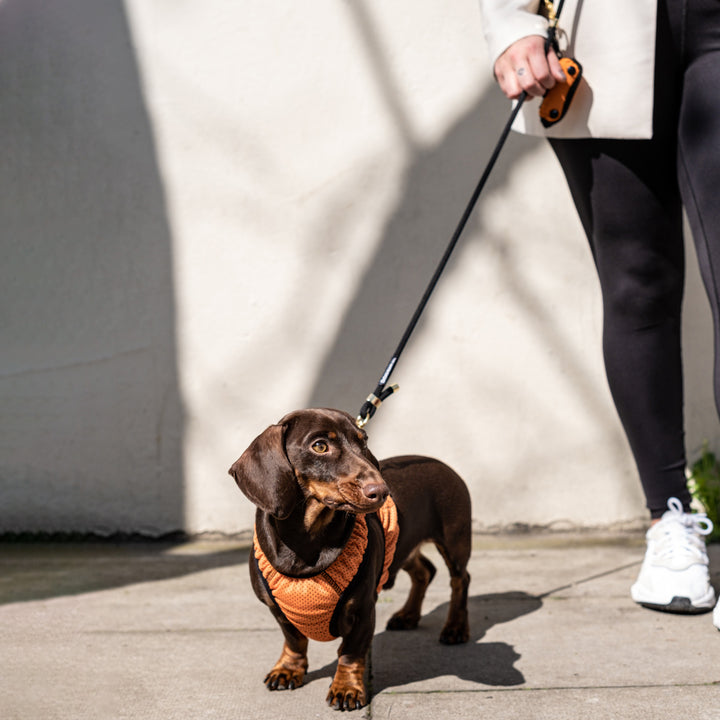 Hands Free Rope Dog Lead