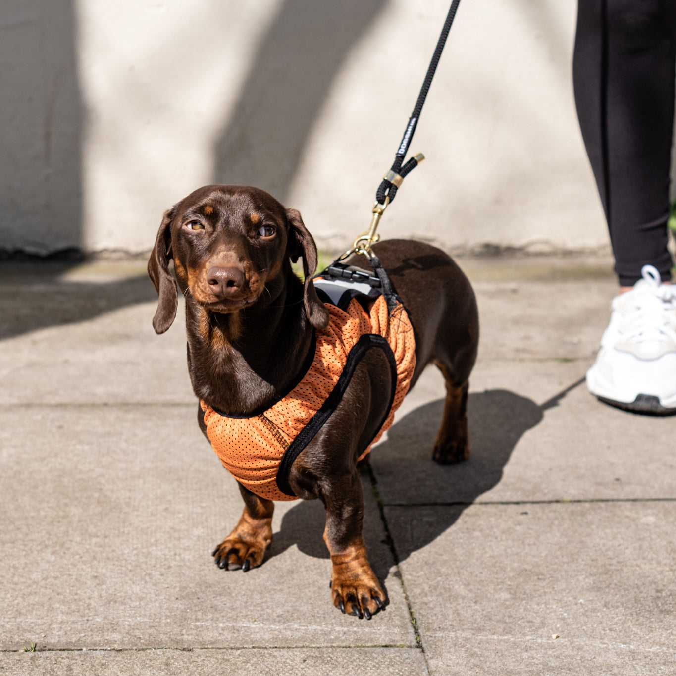 Running harness for dachshund in orange seen worn on a brown dachshund