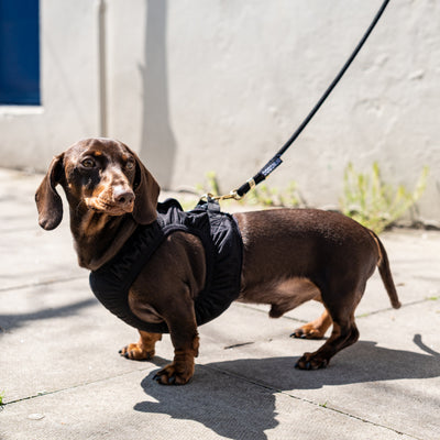 Running harness for dachshunds in black with silver reflective stripe worn on a brown dachshund with a matching black rope lead