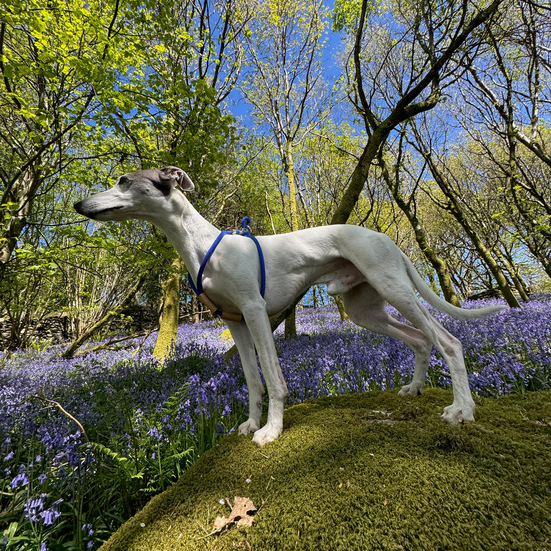 Whippet wearing a Perfect Fit Rope Harness in Electric Blue