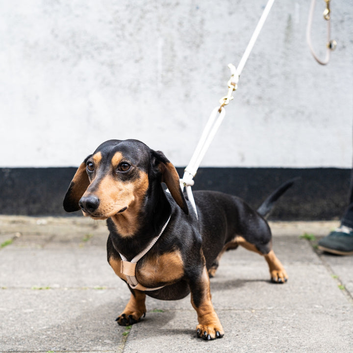 Dachshund Frankie Wearing Champagne Rope Harness Size XS/S