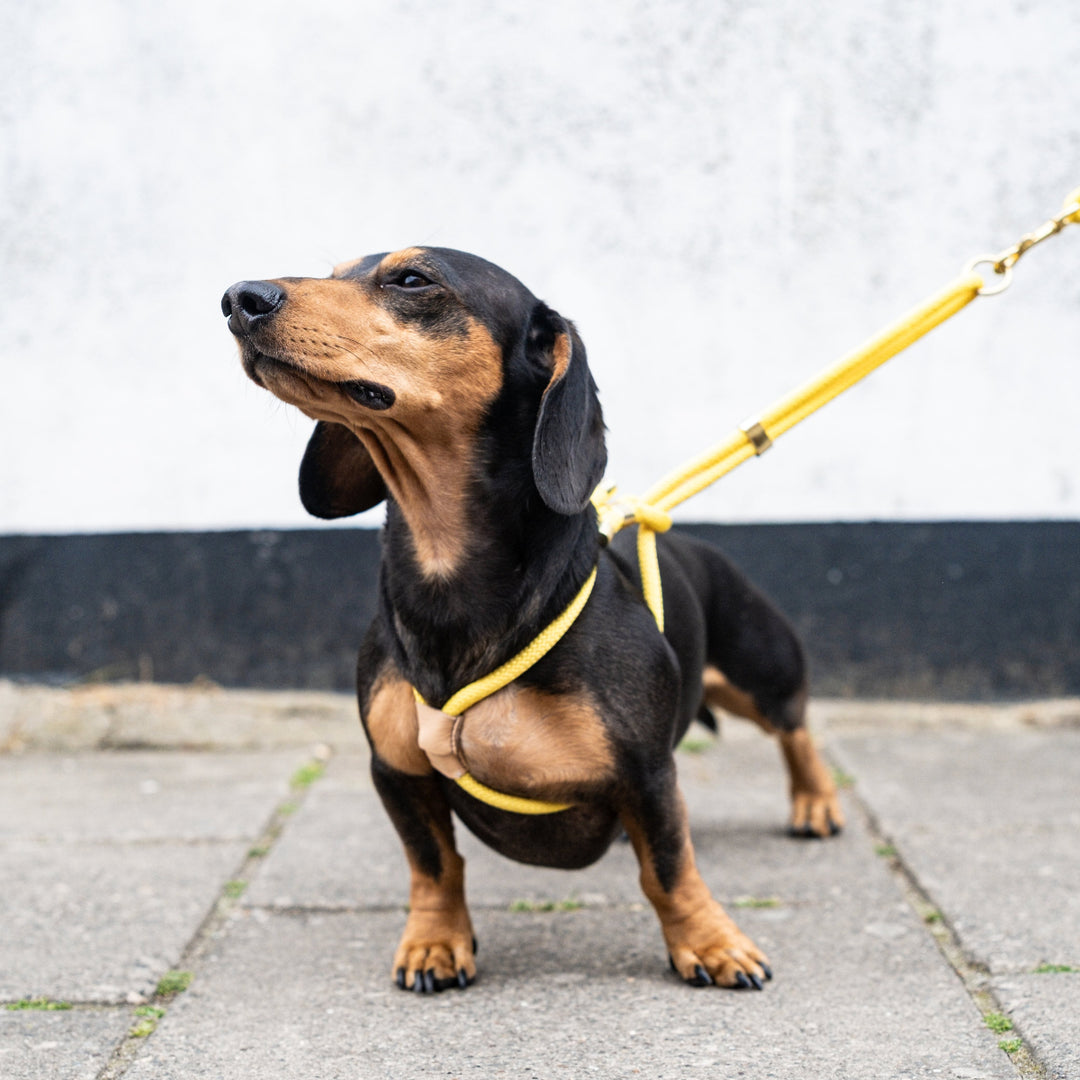 Dachshund Frankie Wearing Butter yellow Rope Harness Size XS/S