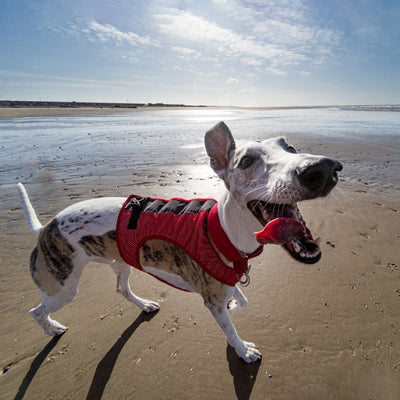 Running harness in red on a happy whippet at the beach