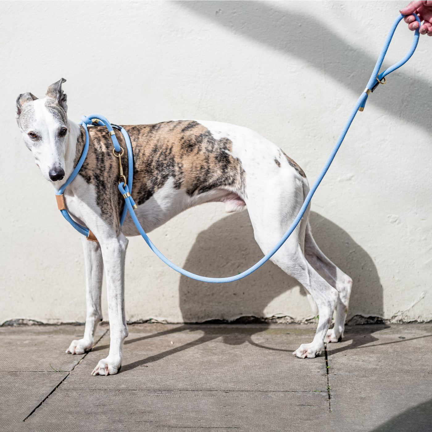 Rope dog lead and matching harness in pale blue shown on a whippet