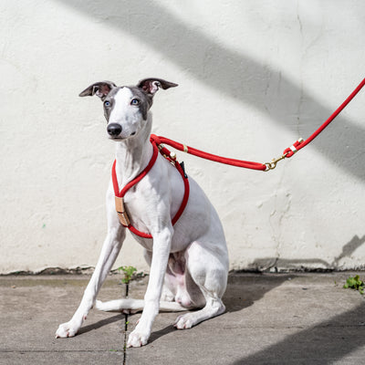 Perfect Fit Rope Harness in red worn by whippet Neo