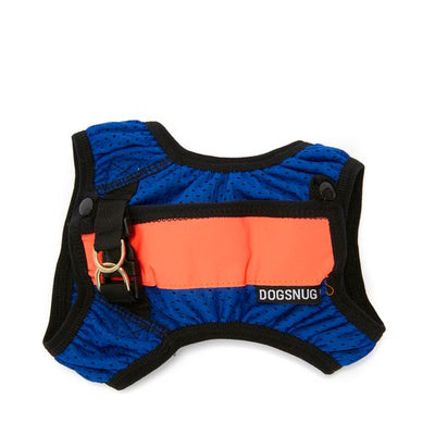 Running harness for dachshunds in cobalt blue with orange reflective stripe
