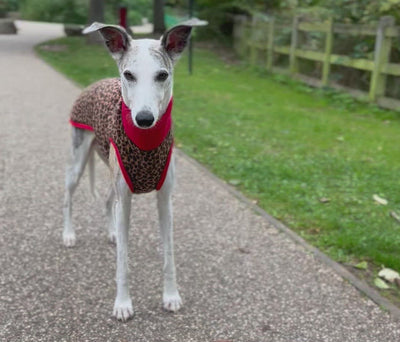 Fleece Dog Jumper Special Edition