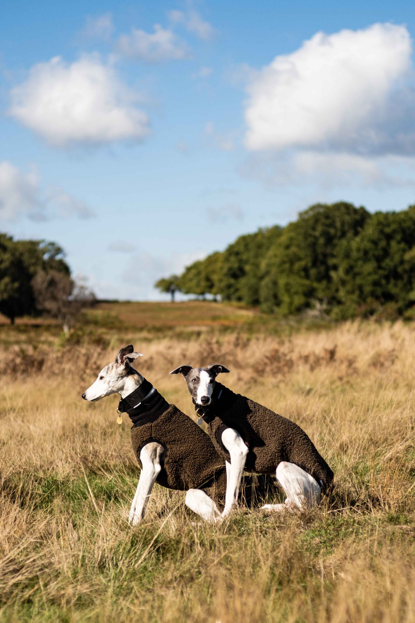 Boucle Whippet Dog Jumper
