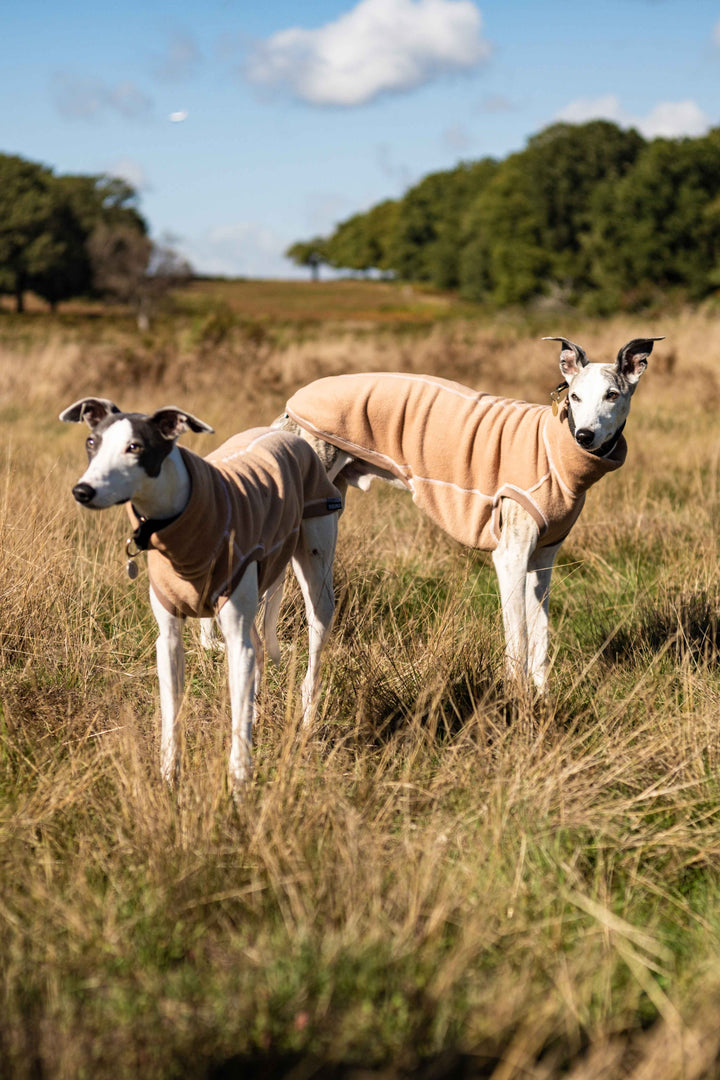 Fleece Dog Jumper AW 22/23 Colours