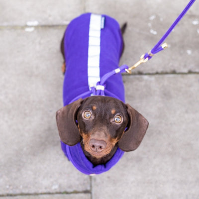 Dachshund wearing a purple with silver reflective jumper