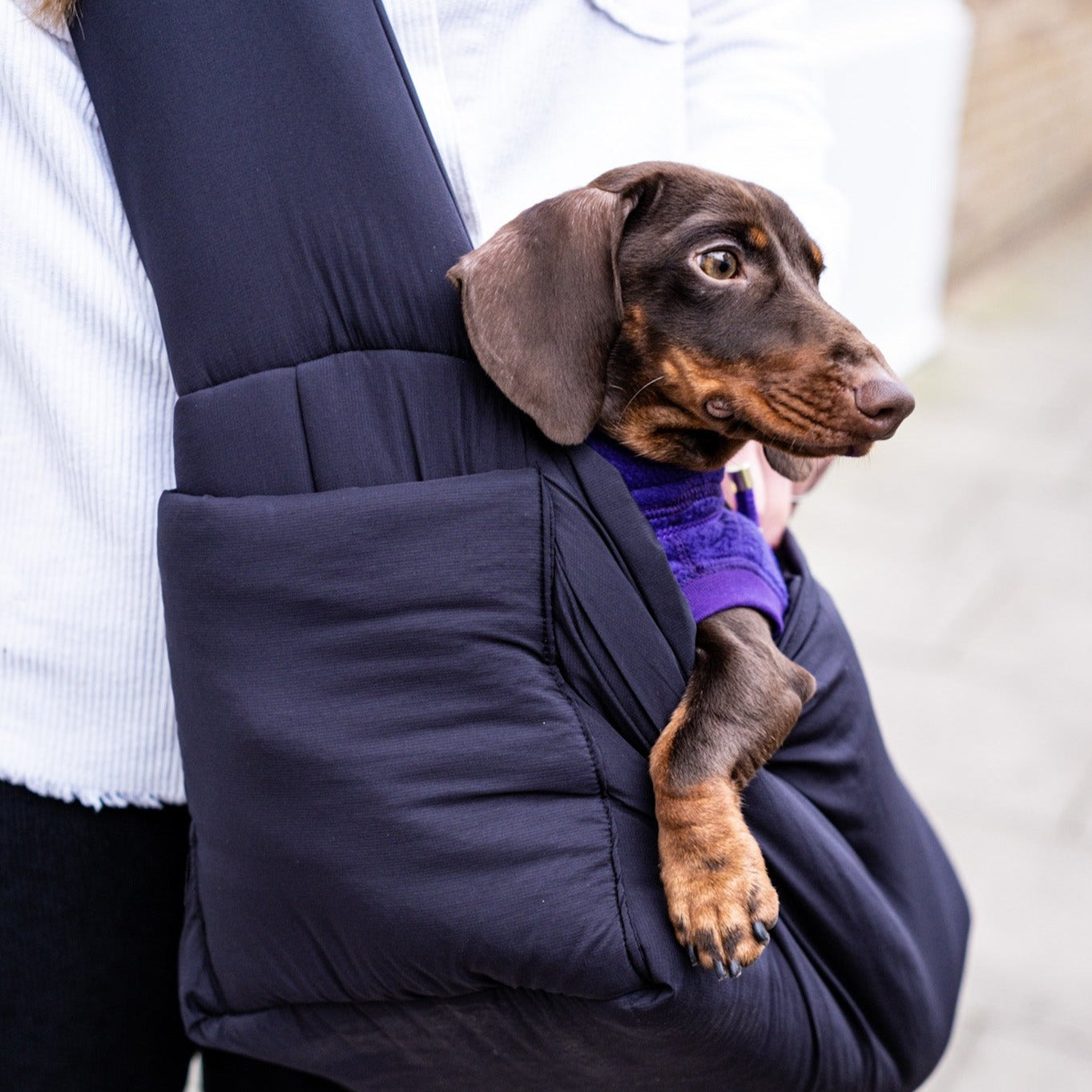 A dachshund being carried in the Air Black carrier.
