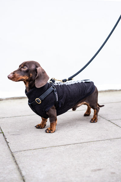 Dachshund wearing the step In style harness.