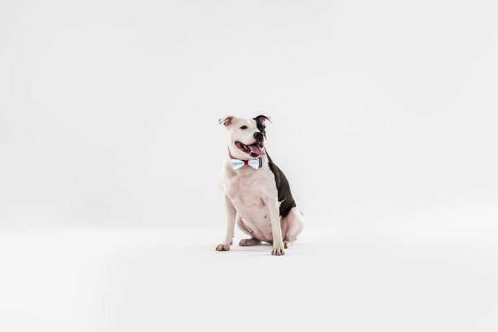 Dog Bow Tie