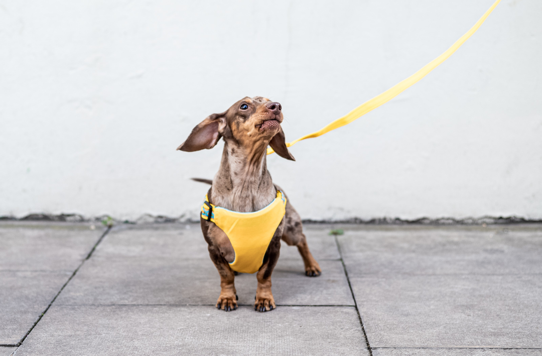 Dachshund car harness sales