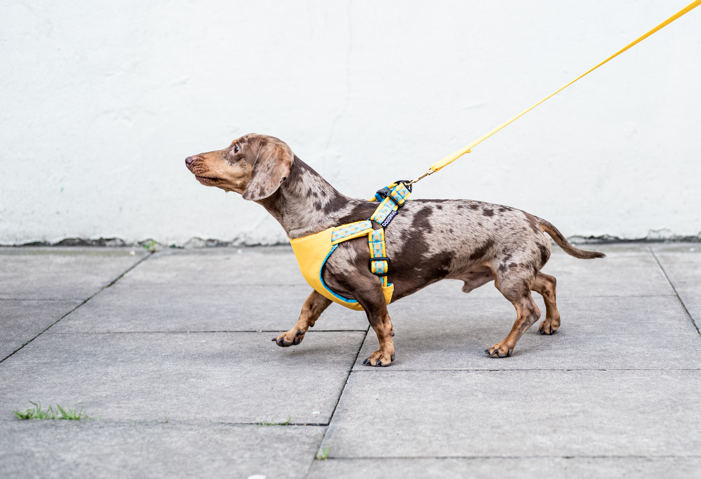 Dachshund sales car harness