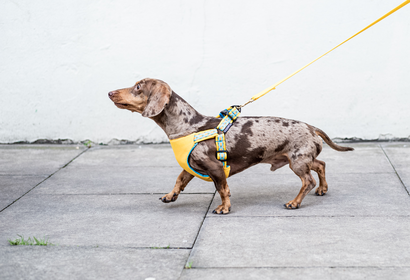 Dog Car Harness in Pineapples worn by Dylan the Dachshund Side View